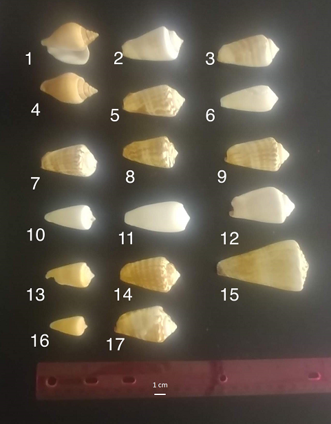 Conus shells, M. Dohm