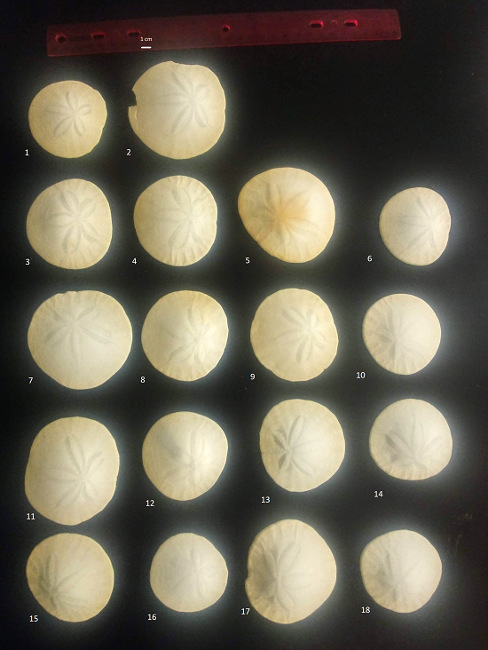 Dendraster shells, M. Dohm