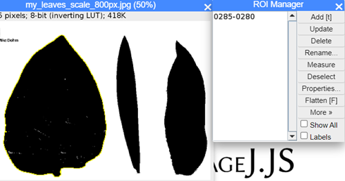 ImageJ screenshot, encircled ROI visible