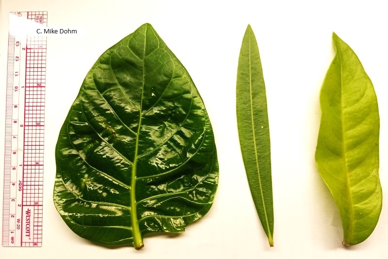 Three leaves with unit scale