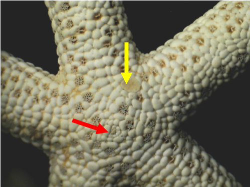 Central disc (red arrow) and madreporite (yellow arrow) on a Linckia laevigata sample (not included in Fig 1).